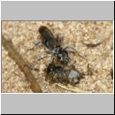 Pompilus cinereus - Wegwespe w55a mit Wolfsspinne welche in ein flaches Scheinnest verbuddelt wird - Sandgrube OS-Wallenhorst.jpg